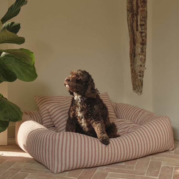 Pamper your pooch