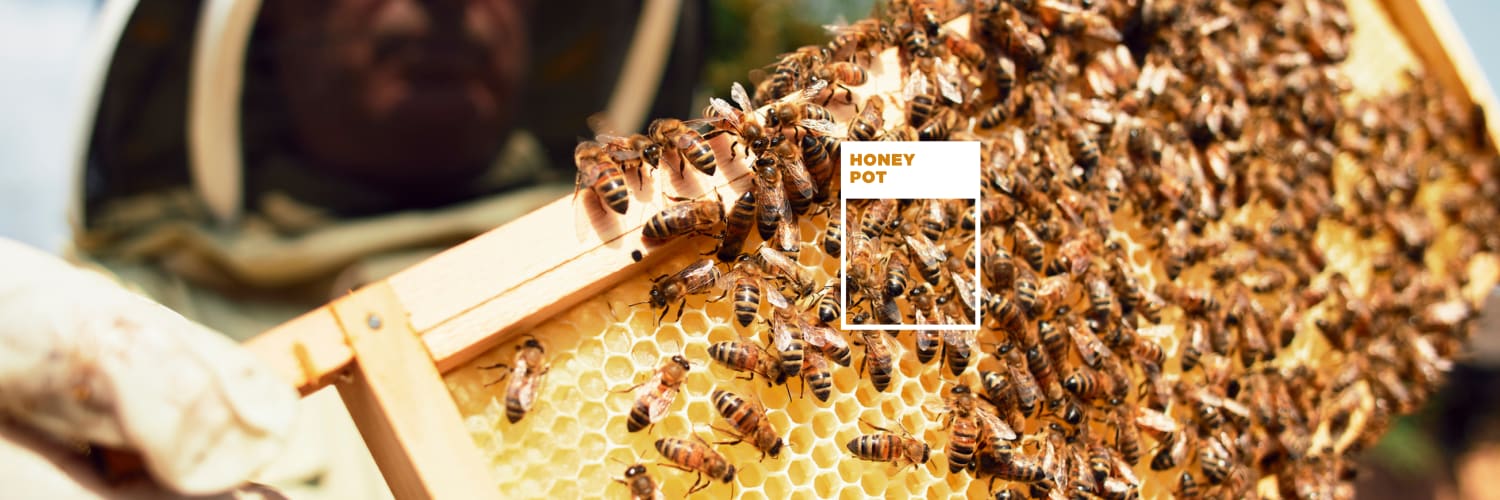 Honey Pot Yellow