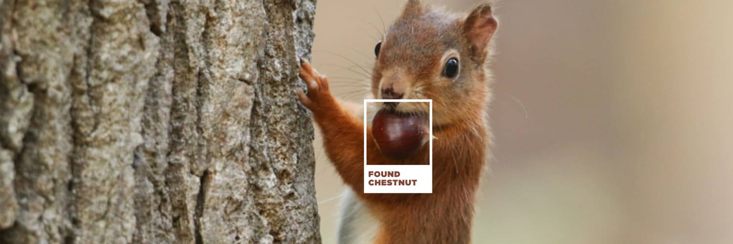 Found Chestnut Brown