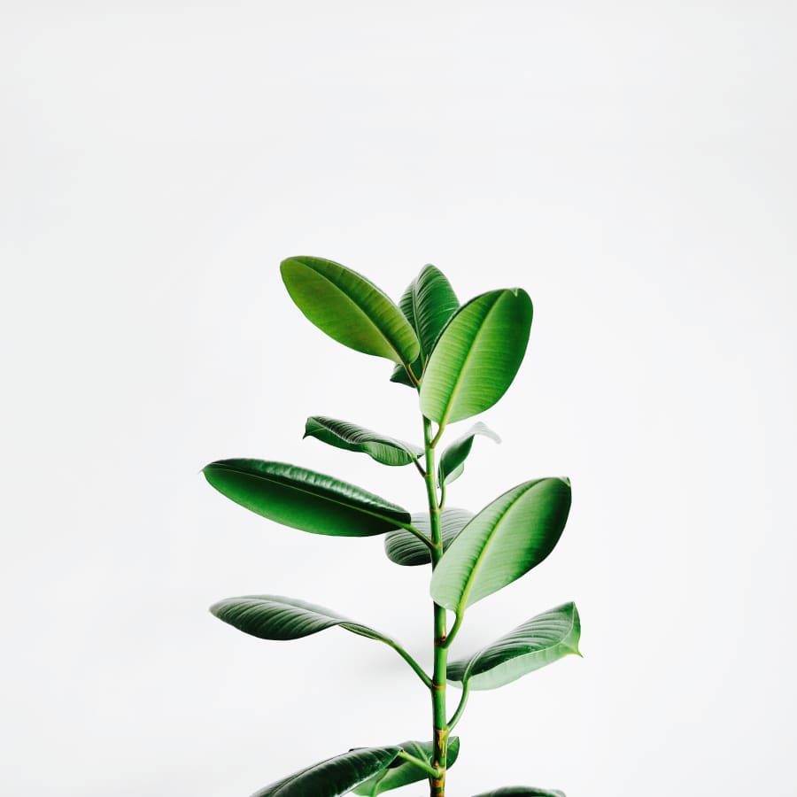 igor son FV PxCqgtwc unsplash