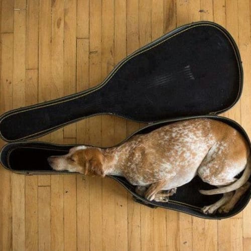 Tag a friend whose dog needs a Woofins ASAP 🐾

Scroll to see Barry, @pollyvsayer’s pug, in the dog bed everyone’s talking about. Or at least, everyone’s dogs are.

Images 1-5 via Pinterest 🐶 

dog bed, pets, funny dog content, loaf home