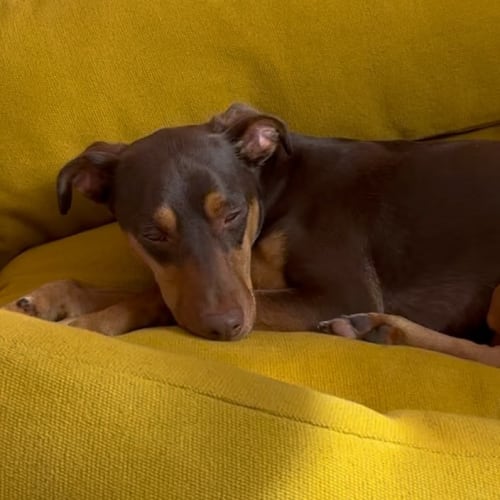 It’s a mood 🍂 This week we’re taking our cue from the shifting colours of autumn. It’s all about the rich warmth and earthy hues of Mustard Yellow, embracing cosy now the clocks have gone back and the nights are drawing in. 

1. Afternoon naps as needed. Otis enjoys our Woofins dog bed in Ochre. 
2. Long walks and leaves underfoot 
3. Close-up on our new Shearer Chillback chair
4. Hot steaming baths via @danielpieckielonslowik 
5. Week nights now that it’s officially dark at 5pm
6. Overdue catch-ups  
7. London putting on her best show 
8. Baked apple with crumble, cardamom and vanilla sauce via @martaxeats