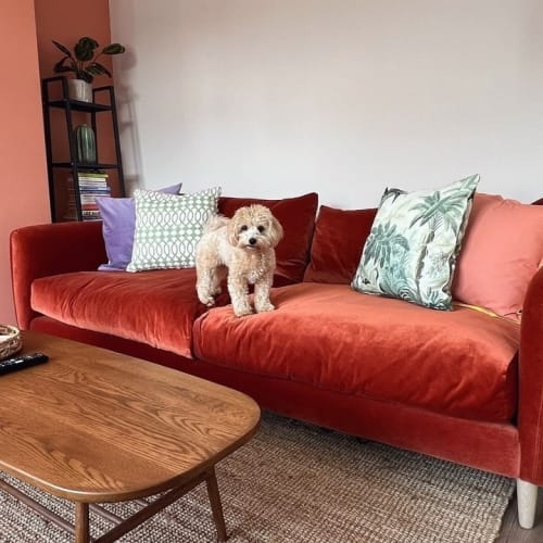 “This is my sofa now…” ⁠
⁠
@hunhousemcr⁠
